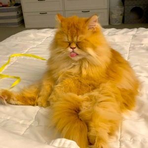 Meet your Posher, Camille